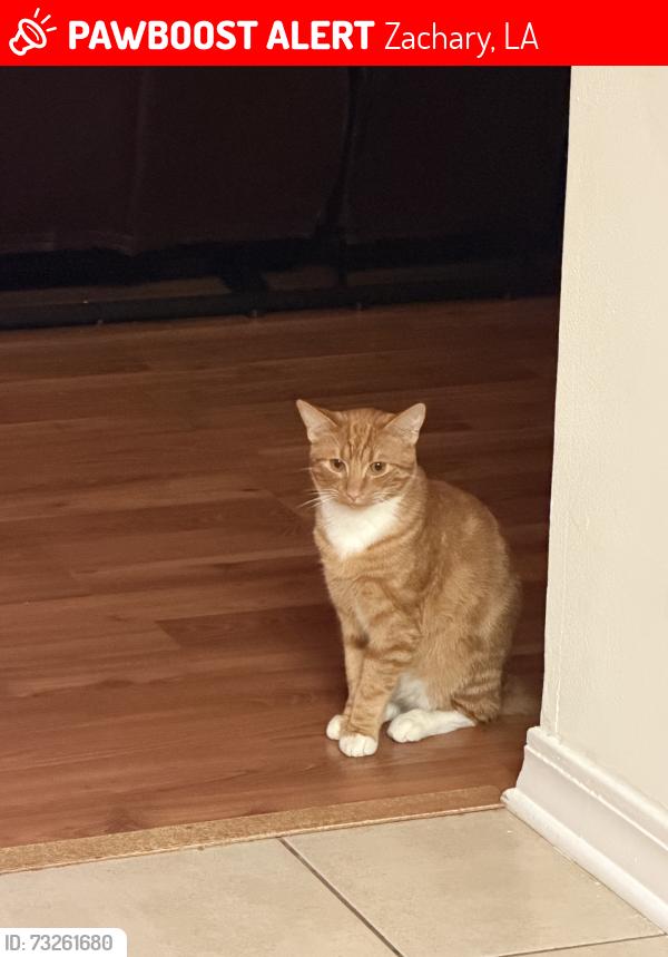 Lost Male Cat last seen In the neighborhood, Zachary, LA 70791