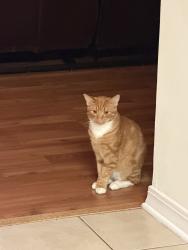 Lost Male Cat last seen In the neighborhood, Zachary, LA 70791