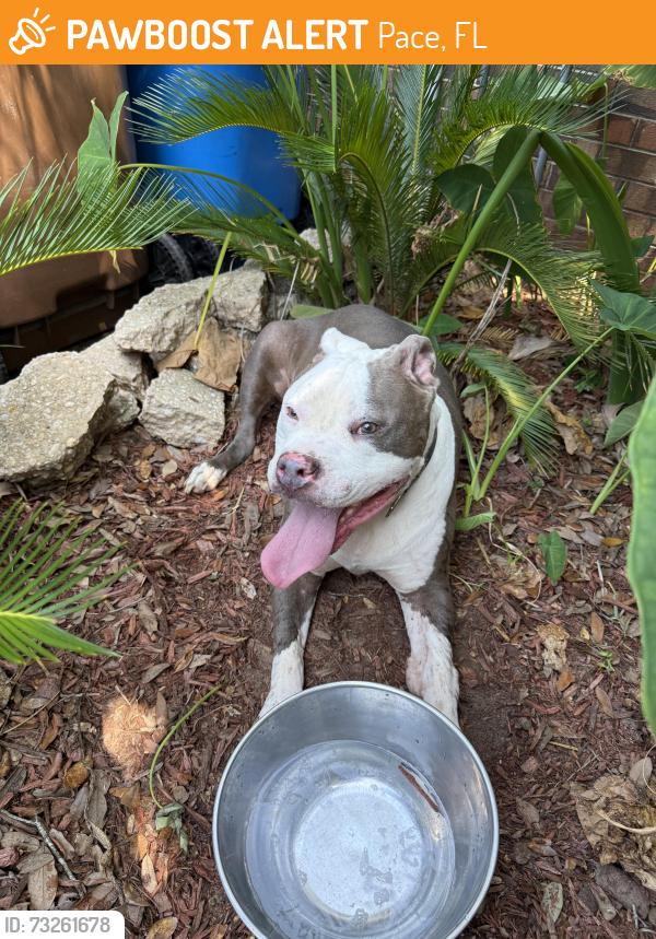Found/Stray Male Dog last seen Jernigan Rd, Pace, FL 32571