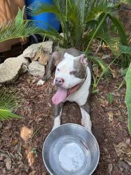 Found/Stray Male Dog last seen Jernigan Rd, Pace, FL 32571