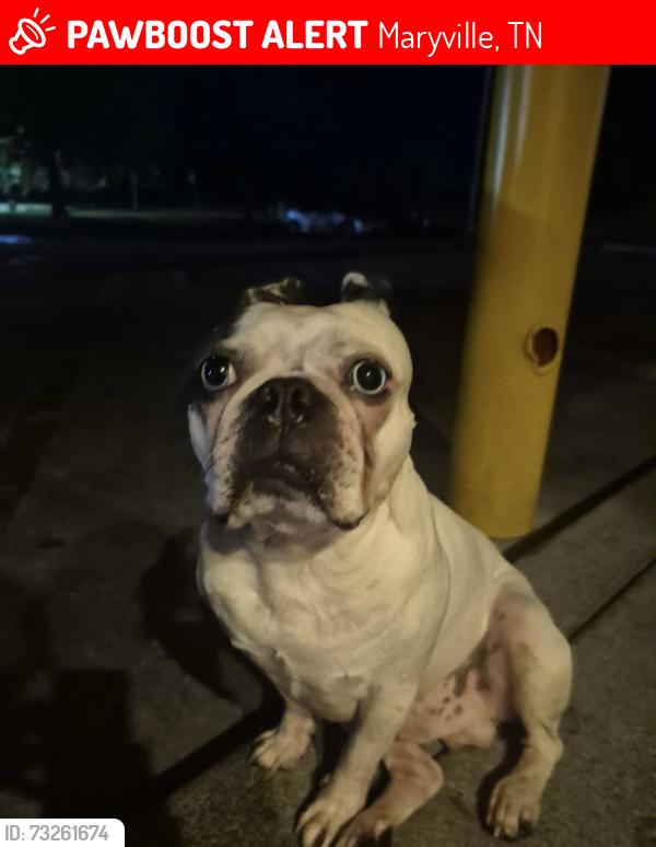 Lost Male Dog last seen Near McDonald’s, Maryville, TN 37803