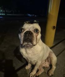 Lost Male Dog last seen Near McDonald’s, Maryville, TN 37803