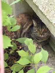 Found/Stray Unknown Cat last seen Near Ave NW, Calgary, AB T3A 0L8