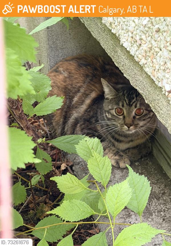 Found/Stray Unknown Cat last seen Near Ave NW, Calgary, AB T3A 0L8