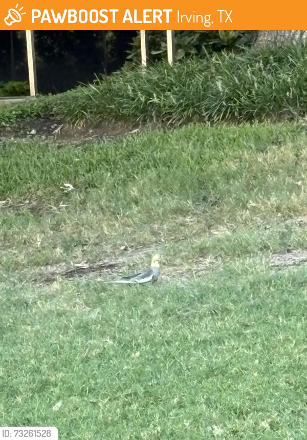 Found/Stray Unknown Bird last seen Lake Caroline, Las Colinas, Texas, Irving, TX 75039
