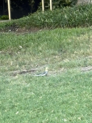 Found/Stray Unknown Bird last seen Lake Caroline, Las Colinas, Texas, Irving, TX 75039