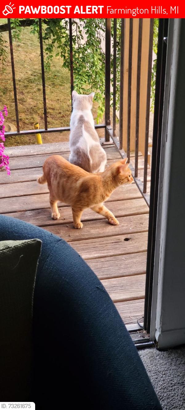 Lost Male Cat last seen Farmington Park, Farmington Hills, MI 48334