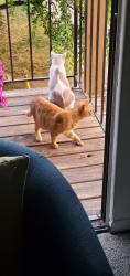 Lost Male Cat last seen Farmington Park, Farmington Hills, MI 48334