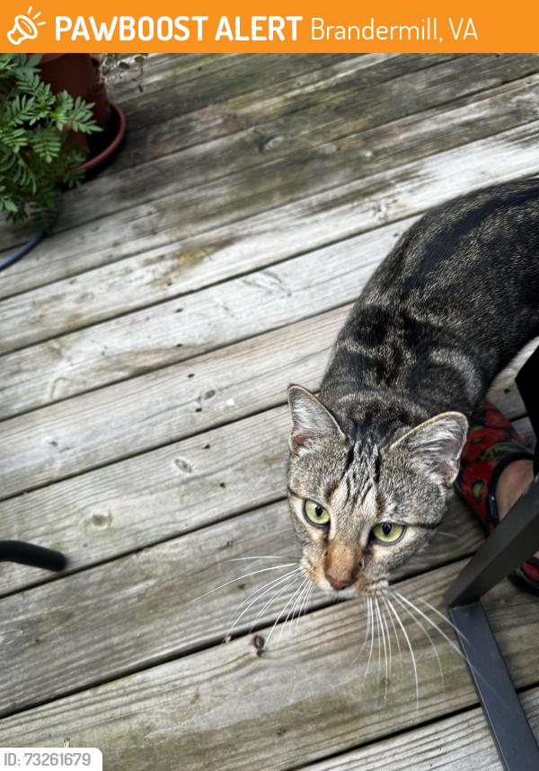 Found/Stray Unknown Cat last seen Crosstimbers Terrace and Crosstimbers Road, Brandermill, VA 23112