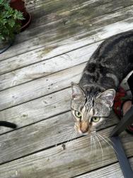 Found/Stray Unknown Cat last seen Crosstimbers Terrace and Crosstimbers Road, Brandermill, VA 23112
