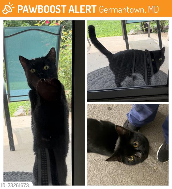 Found/Stray Unknown Cat last seen Locbury Drive and Waters Landing Drive, Germantown, MD 20874