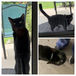 Found/Stray Unknown Cat last seen Locbury Drive and Waters Landing Drive, Germantown, MD 20874