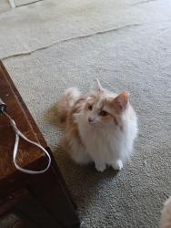 Lost Female Cat last seen Richland mall, Columbia, SC 29204