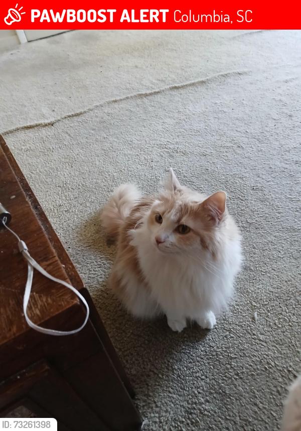 Lost Female Cat last seen Richland mall, Columbia, SC 29204