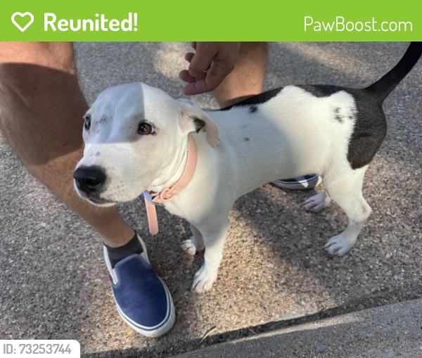 Reunited Female Dog last seen Eldridge, Fort Worth, TX 76107