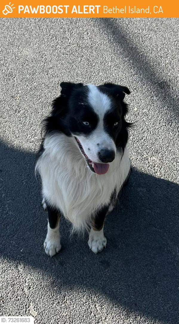 Found/Stray Male Dog last seen Taylor rd, Bethel Island, CA 94511