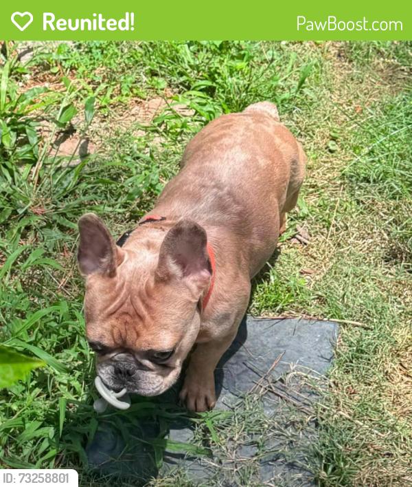 Reunited Male Dog last seen Near CR 2224, Cleveland, TX 77327