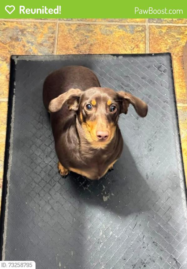 Reunited Male Dog last seen Near CR 2224 in Tarkington, Cleveland, TX 77327