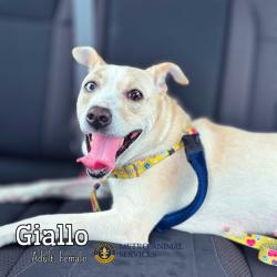 Shelter Stray Female Dog last seen Near BLOCK CRAIG AVE, 3528 Newburg Rd, Louisville, KY 40218, USA
