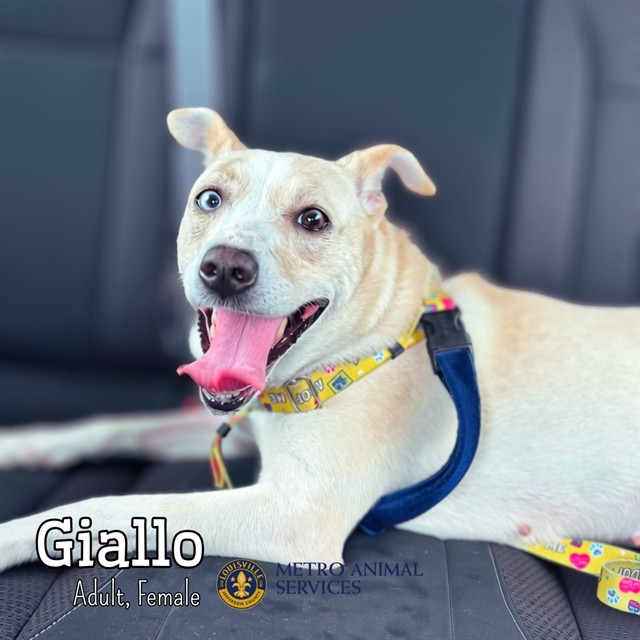 Shelter Stray Female Dog last seen Near BLOCK CRAIG AVE, 3528 Newburg Rd, Louisville, KY 40218, USA