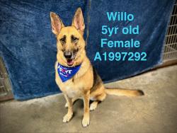 Shelter Stray Female Dog last seen , West Valley Animal Shelter, 20655 Plummer St, Chatsworth, CA 91311, USA