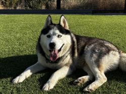 Shelter Stray Male Dog last seen , 957 N Gaffey St, San Pedro, CA 90731, USA