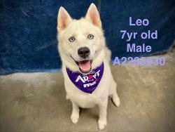 Shelter Stray Male Dog last seen , West Valley Animal Shelter, 20655 Plummer St, Chatsworth, CA 91311, USA