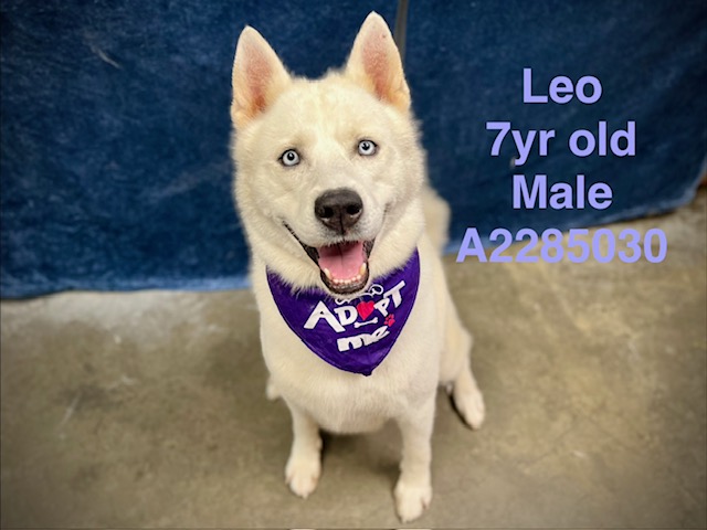 Shelter Stray Male Dog last seen , West Valley Animal Shelter, 20655 Plummer St, Chatsworth, CA 91311, USA