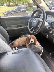 Reunited Female Dog last seen Kensington Park, Dallas, TX 75217