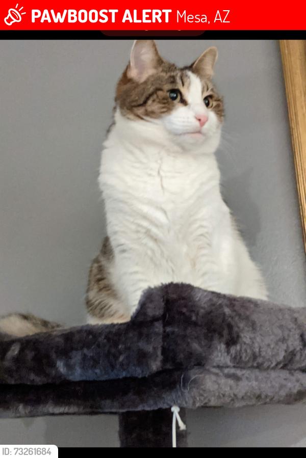 Lost Female Cat last seen University and extension, Mesa, AZ 85201