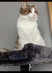 Lost Female Cat last seen University and extension, Mesa, AZ 85201