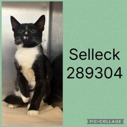 Shelter Stray Male Cat last seen MOUGHON ST., 4214 Fulton Mill Rd, Macon, GA 31216, USA