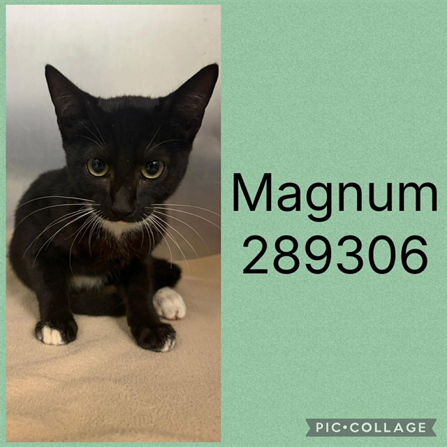 Shelter Stray Male Cat last seen MOUGHON ST., 4214 Fulton Mill Rd, Macon, GA 31216, USA