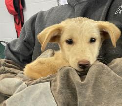 Shelter Stray Female Dog last seen AIRPORT RD-LANDFILL, 1601 Airport Rd, Shelby, NC 28150, USA