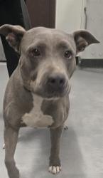 Shelter Stray Female Dog last seen UNION AVE CALIFORNIA BAKERSFIELD, 201 S Mt Vernon Ave, Bakersfield, CA 93307, USA