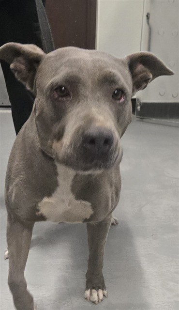 Shelter Stray Female Dog last seen UNION AVE CALIFORNIA BAKERSFIELD, 201 S Mt Vernon Ave, Bakersfield, CA 93307, USA
