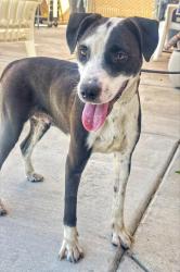 Shelter Stray Female Dog last seen Near BLK GOLDEN STATE AV BAKERSFIELD,CA, 201 S Mt Vernon Ave, Bakersfield, CA 93307, USA