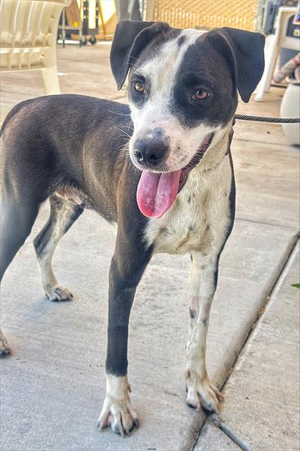 Shelter Stray Female Dog last seen Near BLK GOLDEN STATE AV BAKERSFIELD,CA, 201 S Mt Vernon Ave, Bakersfield, CA 93307, USA