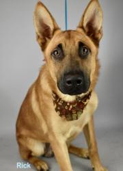 Shelter Stray Male Dog last seen MULLER RD/S. VINELAND RD, BAKERSFIELD CA. 93307, 3951 Fruitvale Ave, Bakersfield, CA 93308, USA