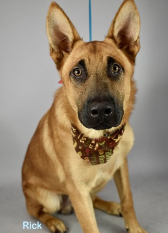 Shelter Stray Male Dog last seen MULLER RD/S. VINELAND RD, BAKERSFIELD CA. 93307, 3951 Fruitvale Ave, Bakersfield, CA 93308, USA