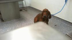 Shelter Stray Male Dog last seen CHARLOTTE, 8315 Byrum Dr, Charlotte, NC 28217, USA