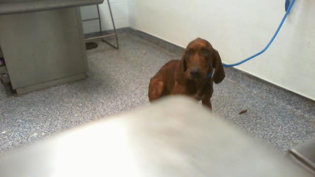 Shelter Stray Male Dog last seen CHARLOTTE, 8315 Byrum Dr, Charlotte, NC 28217, USA