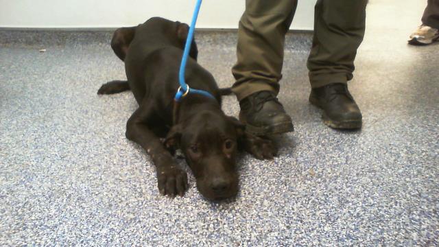 Shelter Stray Male Dog last seen CHARLOTTE, 8315 Byrum Dr, Charlotte, NC 28217, USA