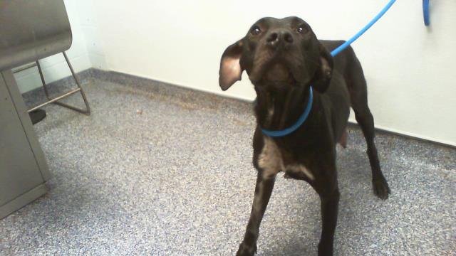 Shelter Stray Female Dog last seen CHARLOTTE, 8315 Byrum Dr, Charlotte, NC 28217, USA