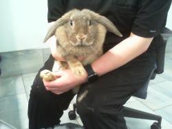 Shelter Stray Female Other last seen CHARLOTTE, 8315 Byrum Dr, Charlotte, NC 28217, USA