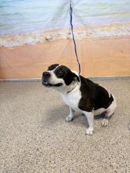Shelter Stray Female Dog last seen 4TH AVE AND 55 ST, 3599 NW 79th Ave, Doral, FL 33122, USA