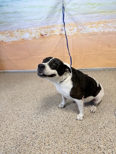Shelter Stray Female Dog last seen 4TH AVE AND 55 ST, 3599 NW 79th Ave, Doral, FL 33122, USA