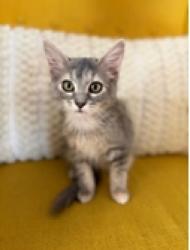 Shelter Stray Female Cat last seen 10TH ST/Q ST, 95673, 3839 Bradshaw Rd, Sacramento, CA 95827, USA