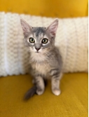 Shelter Stray Female Cat last seen 10TH ST/Q ST, 95673, 3839 Bradshaw Rd, Sacramento, CA 95827, USA