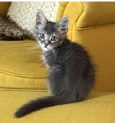 Shelter Stray Male Cat last seen 10TH ST/Q ST, 95673, 3839 Bradshaw Rd, Sacramento, CA 95827, USA